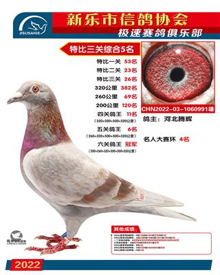 六关鸽王冠军