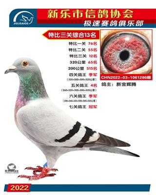七关鸽王冠军