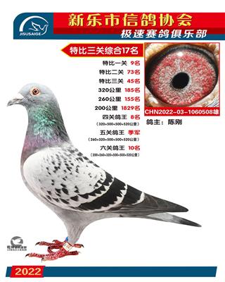五关鸽王季军