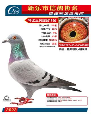 四关鸽王亚军