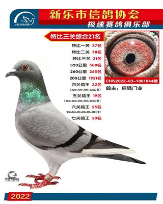七关鸽王20名