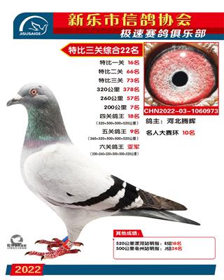六关鸽王亚军