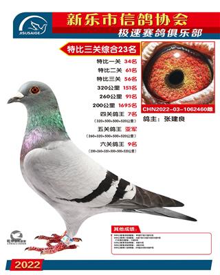 五关鸽王亚军