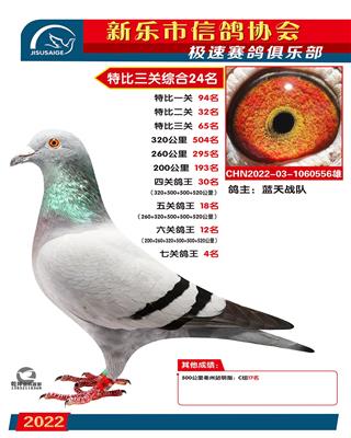 七关鸽王殿军
