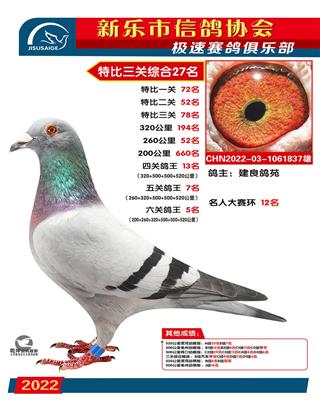 六关鸽王5名
