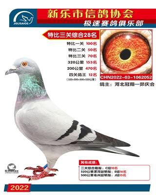 四关鸽王12名