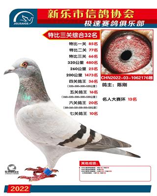 七关鸽王10名
