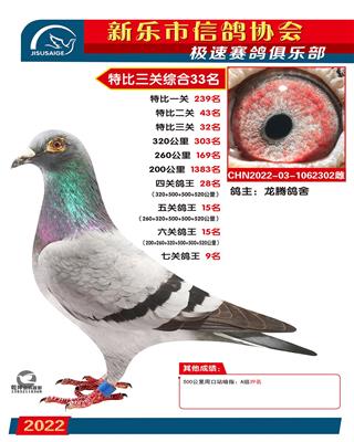 七关鸽王9名