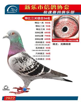 七关鸽王25名
