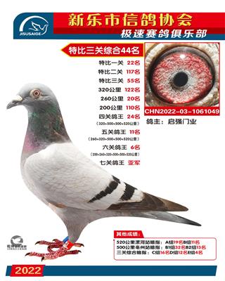 七关鸽王亚军