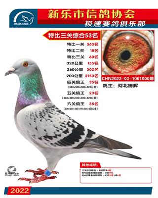 五关鸽王23名