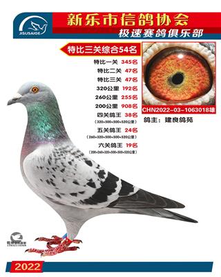 六关鸽王19名