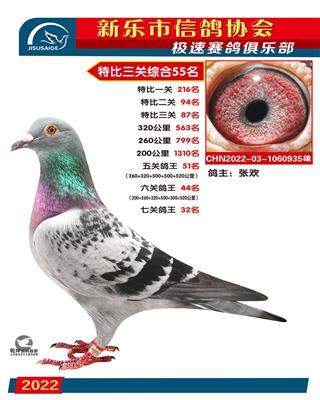 七关鸽王32名