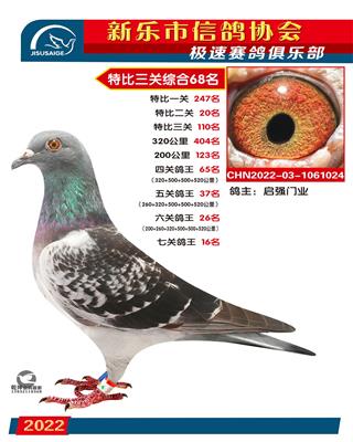 七关鸽王16名
