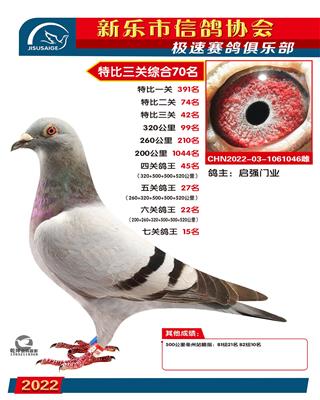 七关鸽王15名