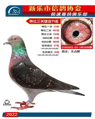 五关鸽王21名