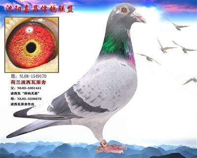 沈阳嘉晶信鸽联盟 中信网铭鸽展厅