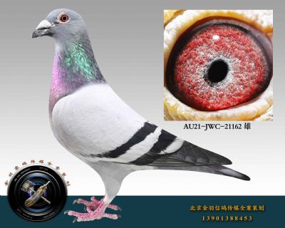 AU21-JWC-21162 