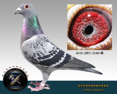 AU21-JWC-21405 