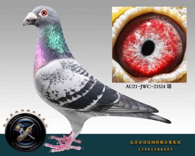 AU21-JWC-21524 
