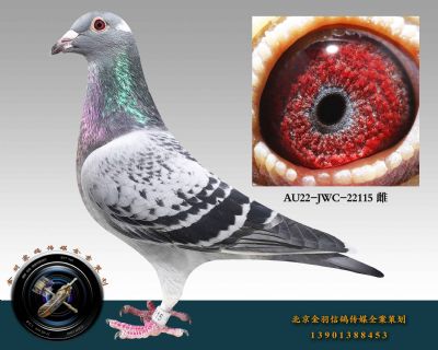 AU22-JWC-22115 