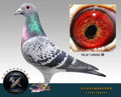 ԭ-NL18-1496502 