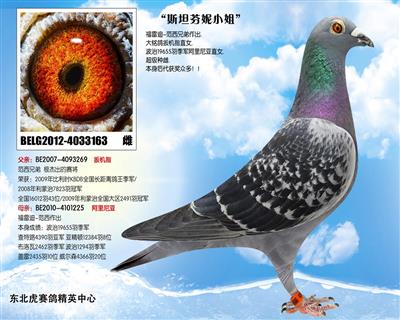 东北虎赛鸽精英中心 - 中信网铭鸽展厅