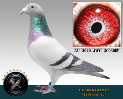 AU-2020-JWC-20036-ɰ-