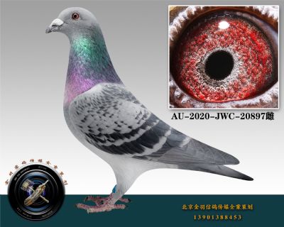 AU-2020-JWC-20897-ɰ-