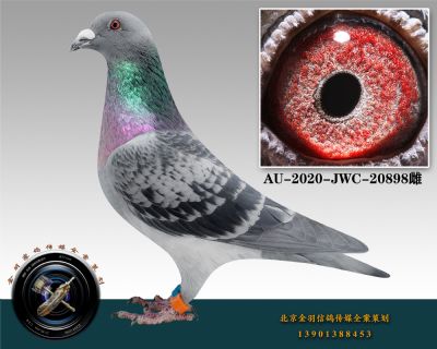 AU-2020-JWC-20898-ɰ-