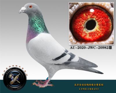 AU-2020-JWC-20982---