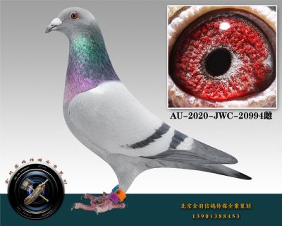 AU-2020-JWC-20994-ɰ-