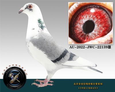 AU-2022-JWC-22139-ɰ-