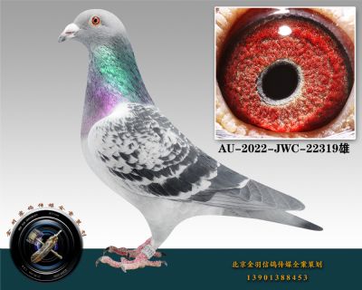 AU-2022-JWC-22319-ɰ-