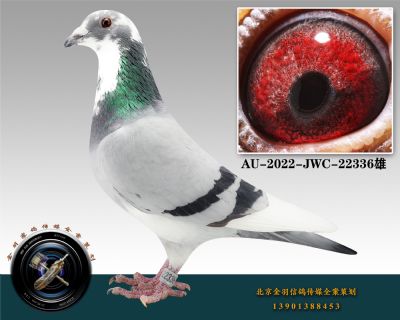 AU-2022-JWC-22336һ-