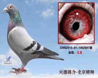 河北唐山坤鹏赛鸽城300公里预赛206名