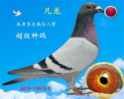 北京王大亮凡龙信鸽图片
