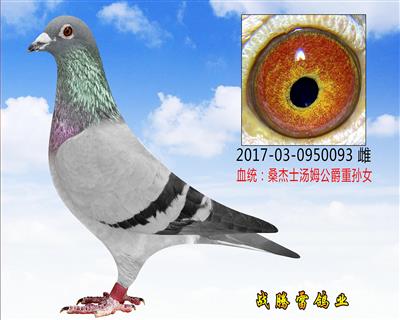 桑杰士汤姆公爵