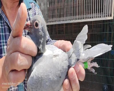 2023-05-0657729 艾尔扎克