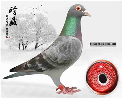 "麦克斯695"直孙x詹森"九月雄"直孙女