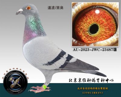 68-AU-2023-JWC-23487һ