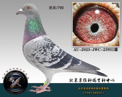 70-AU-2023-JWC-23931ɰ