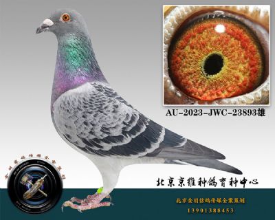 69-AU-2023-JWC-23893