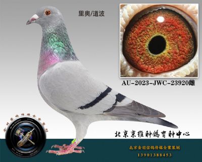 71-AU-2023-JWC-23920һƴ