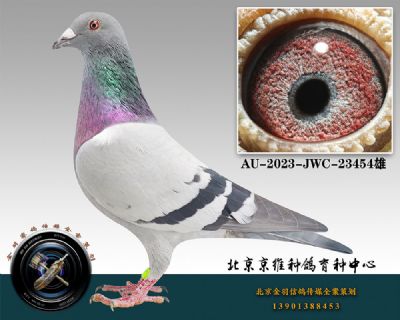 83-AU-2023-JWC-23454ɰ