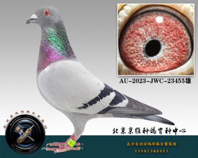 88-AU-2023-JWC-23455ɰ