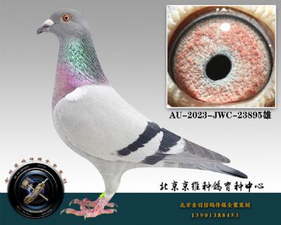 87-AU-2023-JWC-23895ɰ