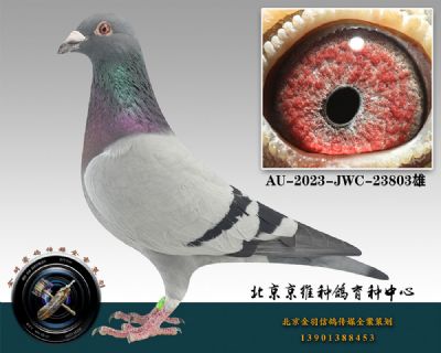 91-AU-2023-JWC-23803ɰ