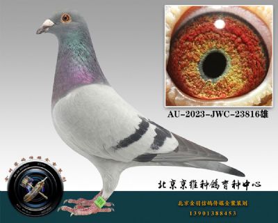 92-AU-2023-JWC-23816һ