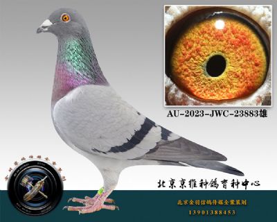 95-AU-2023-JWC-23883һ